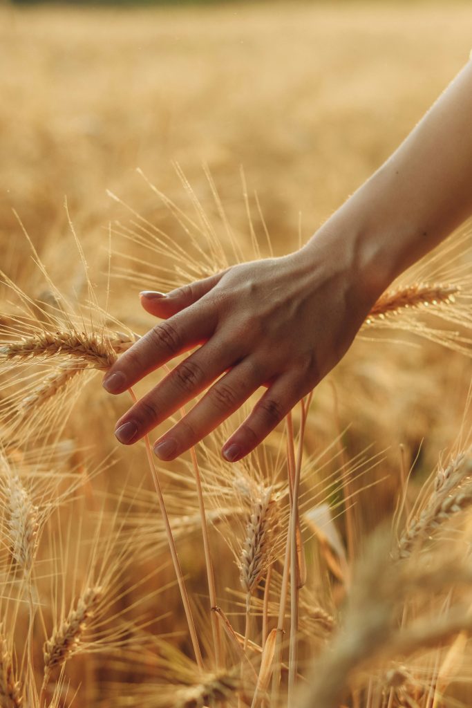 Hand streift durch Weizenfeld - Dankbarkeit und Ruhe